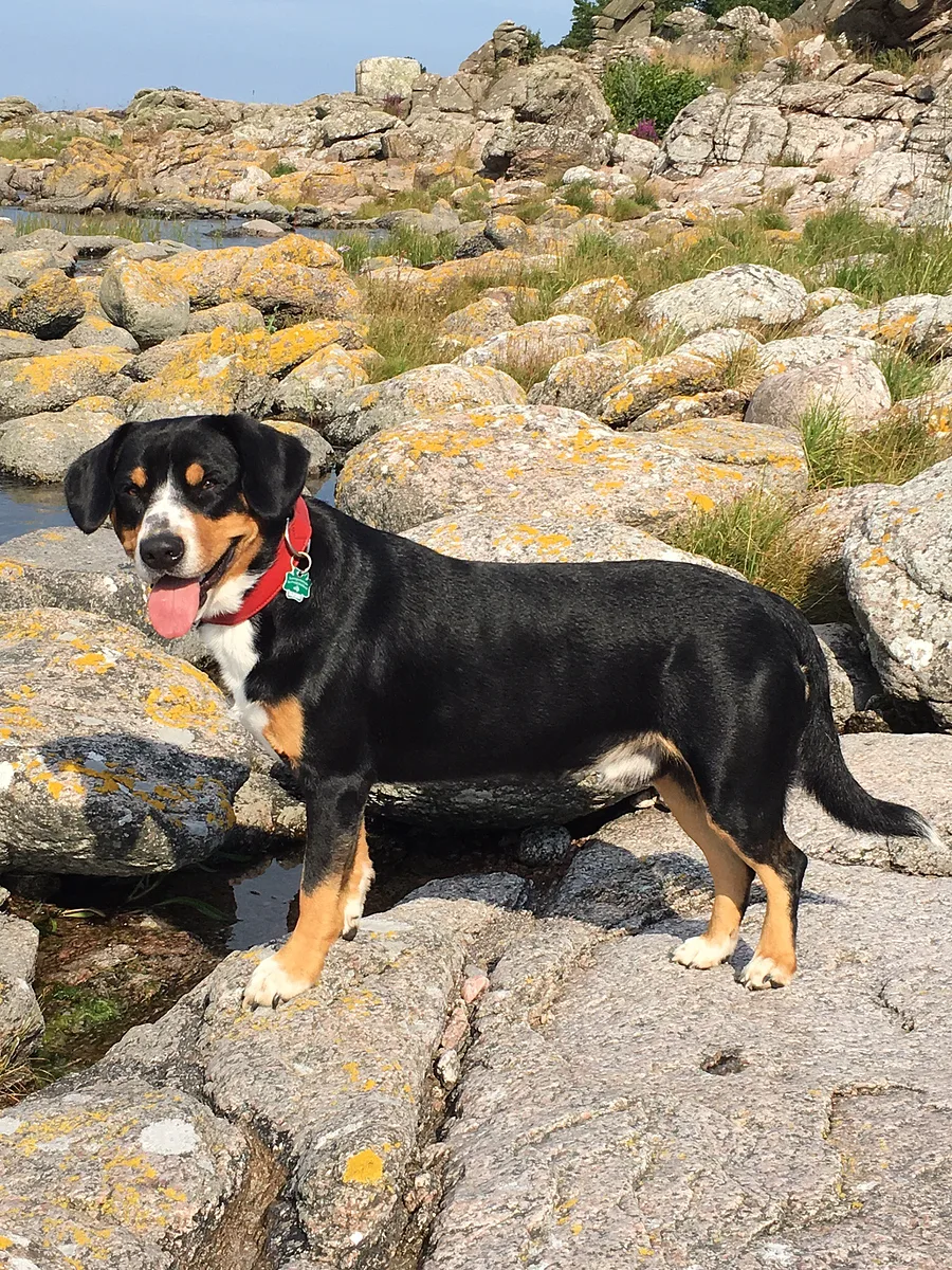 Entlebucher Mountain Dog dog, photographed by Freifrau von Federvieh