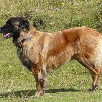 Estrela Mountain Dog, picture 1 of 7
