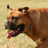 Dogue de Bordeaux, picture 6 of 9