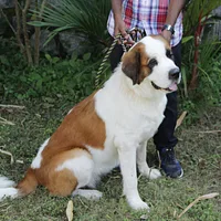 Saint Bernard, picture 6 of 9