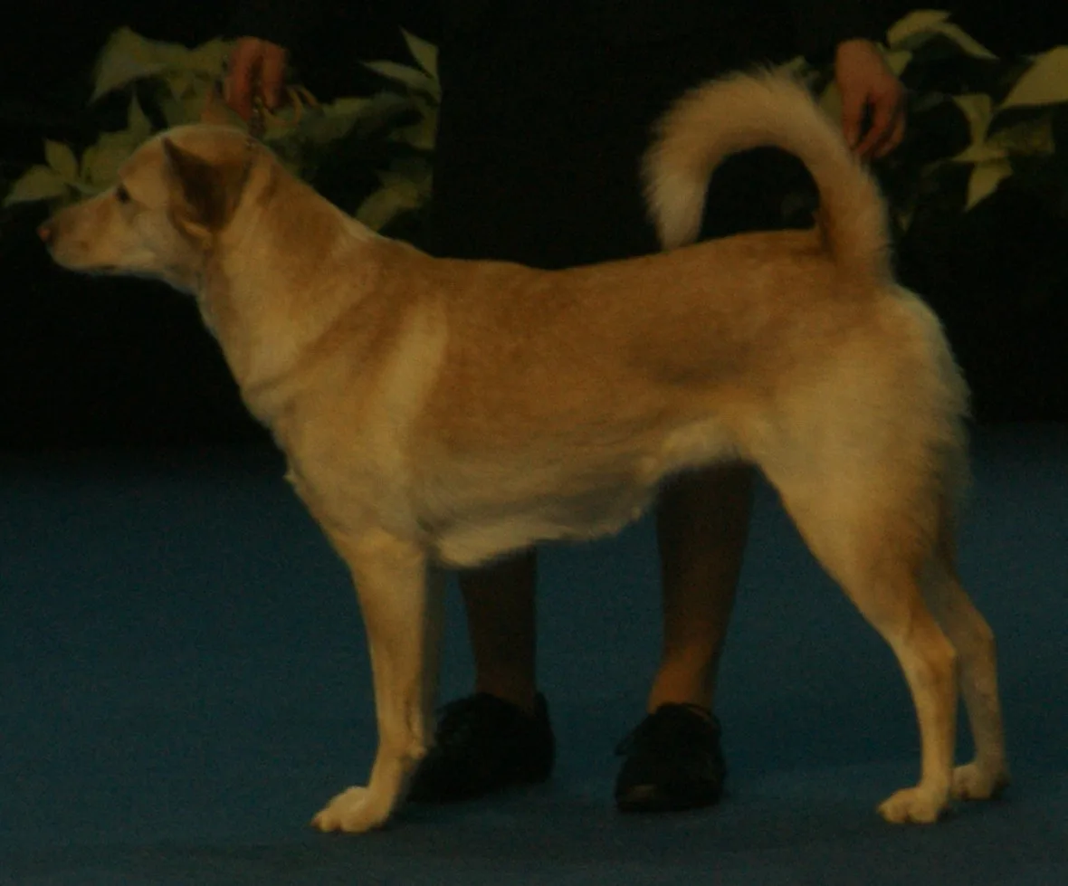 Canaan Dog