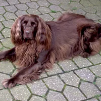 German Longhaired Pointer, picture 4 of 7