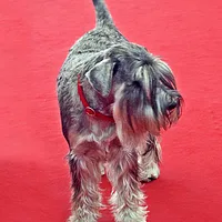 Miniature Schnauzer, picture 5 of 8