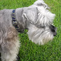 Miniature Schnauzer, picture 7 of 8