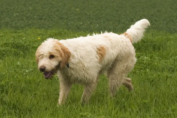 A Petit Basset Griffon Vendéen