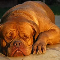 Dogue de Bordeaux, picture 2 of 9