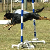 Australian Kelpie