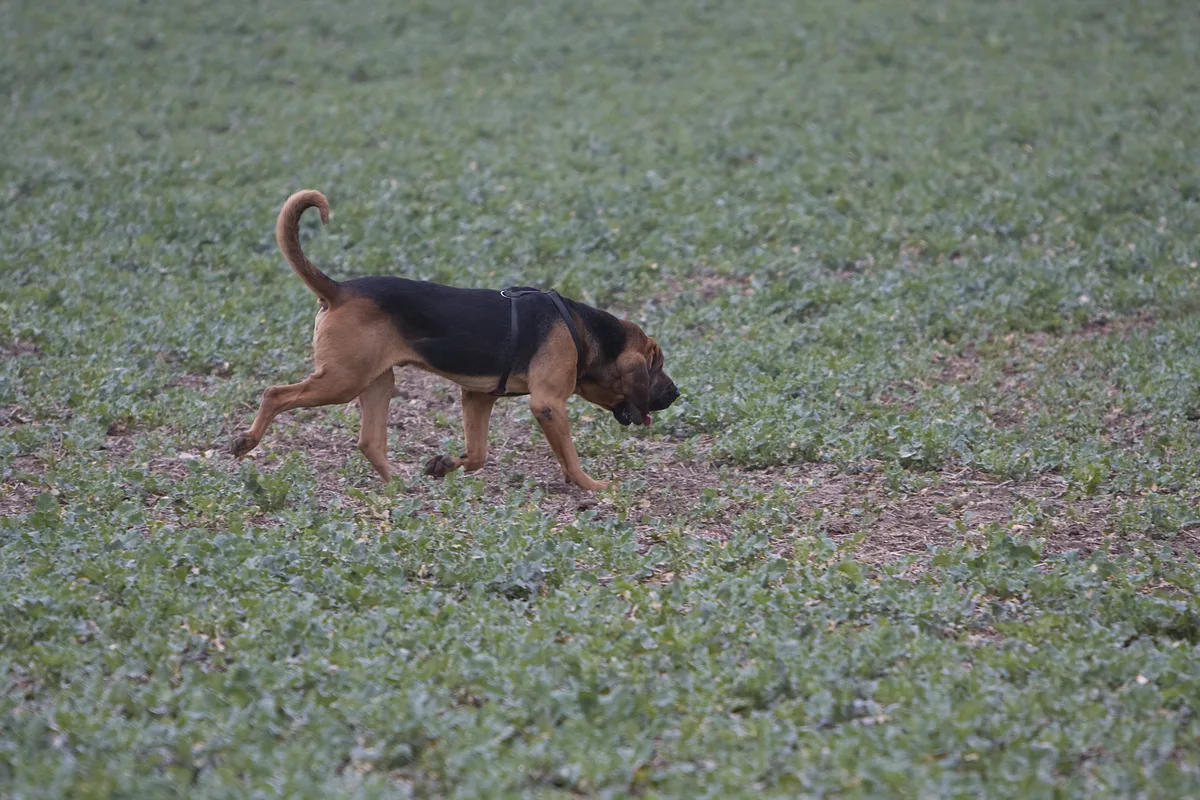 Bloodhound