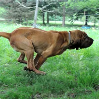 Bloodhound, picture 5 of 8