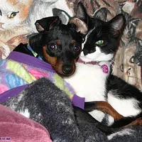 Miniature Pinscher, picture 9 of 10