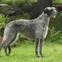 A Scottish Deerhound dog