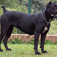 Cane Corso, picture 3 of 10