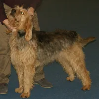 Otterhound, picture 4 of 8