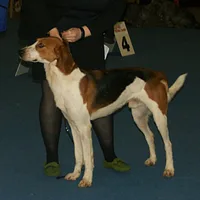 American Foxhound