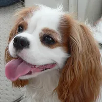 A Cavalier King Charles Spaniel dog
