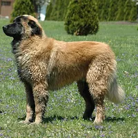 Estrela Mountain Dog, picture 2 of 7