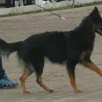 Bohemian Shepherd