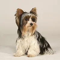 Biewer Terrier
