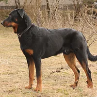 Beauceron