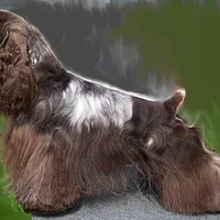 Cocker Spaniel, picture 6 of 9