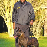 Dutch Shepherd
