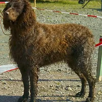 Irish Water Spaniel, picture 2 of 9