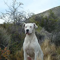 Dogo Argentino