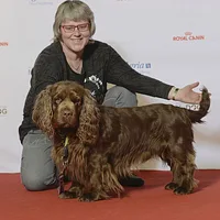 Sussex Spaniel