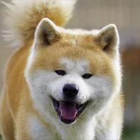 Akita
