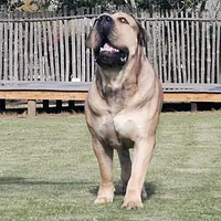 Boerboel