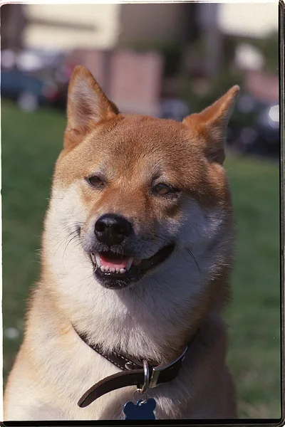 A Shiba Inu