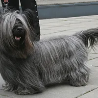 Skye Terrier, picture 1 of 5