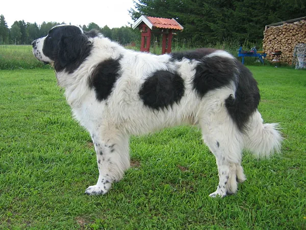 A Pyrenean Mastiff