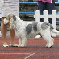 Grand Basset Griffon Vendéen