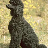 Poodle (Toy), picture 1 of 7