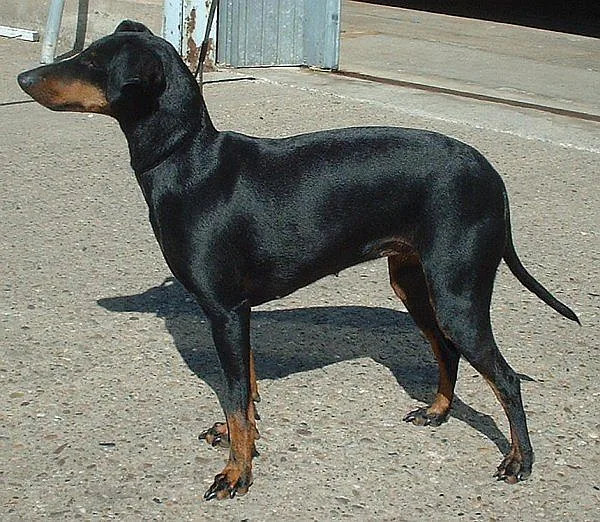 A Manchester Terrier (Standard)