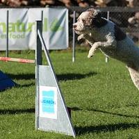Lagotto Romagnolo