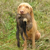 Wirehaired Vizsla, picture 8 of 10