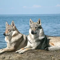 Czechoslovakian Vlcak, picture 9 of 10