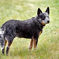 A Australian Cattle Dog dog