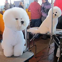 Bichon Frise