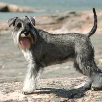 A Miniature Pinscher dog