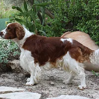 A Welsh Springer Spaniel dog