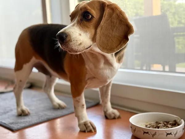 Beagle