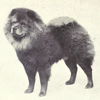 Chow Chow, picture 7 of 10
