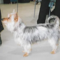 Silky Terrier, picture 8 of 8