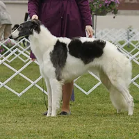 Borzoi