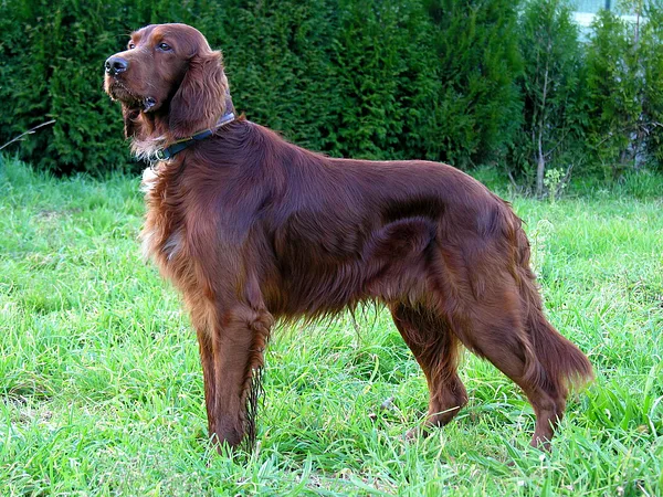 A Irish Setter