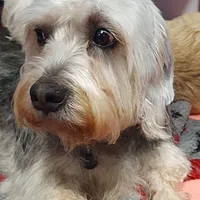 Dandie Dinmont Terrier