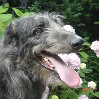 Scottish Deerhound, picture 4 of 9